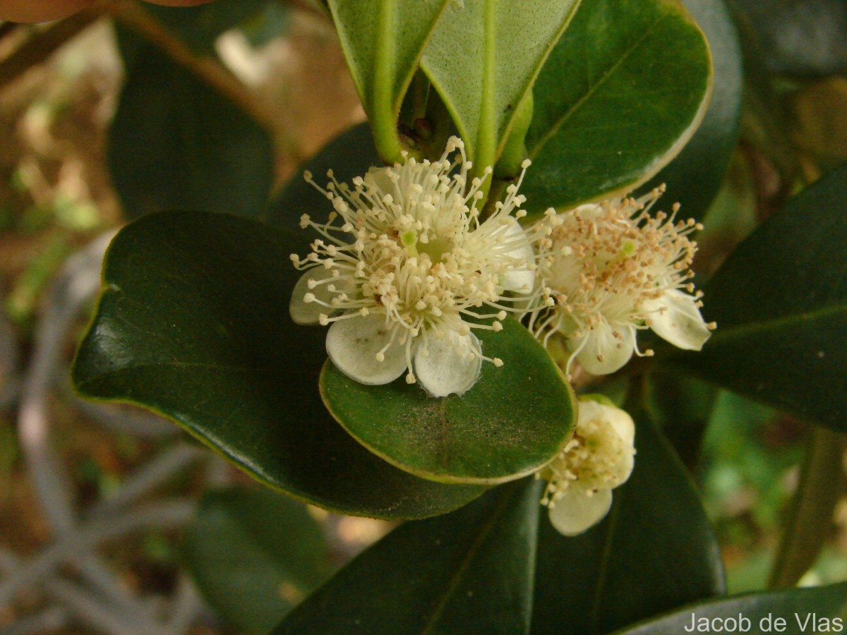 Psidium cattleyanum Sabine